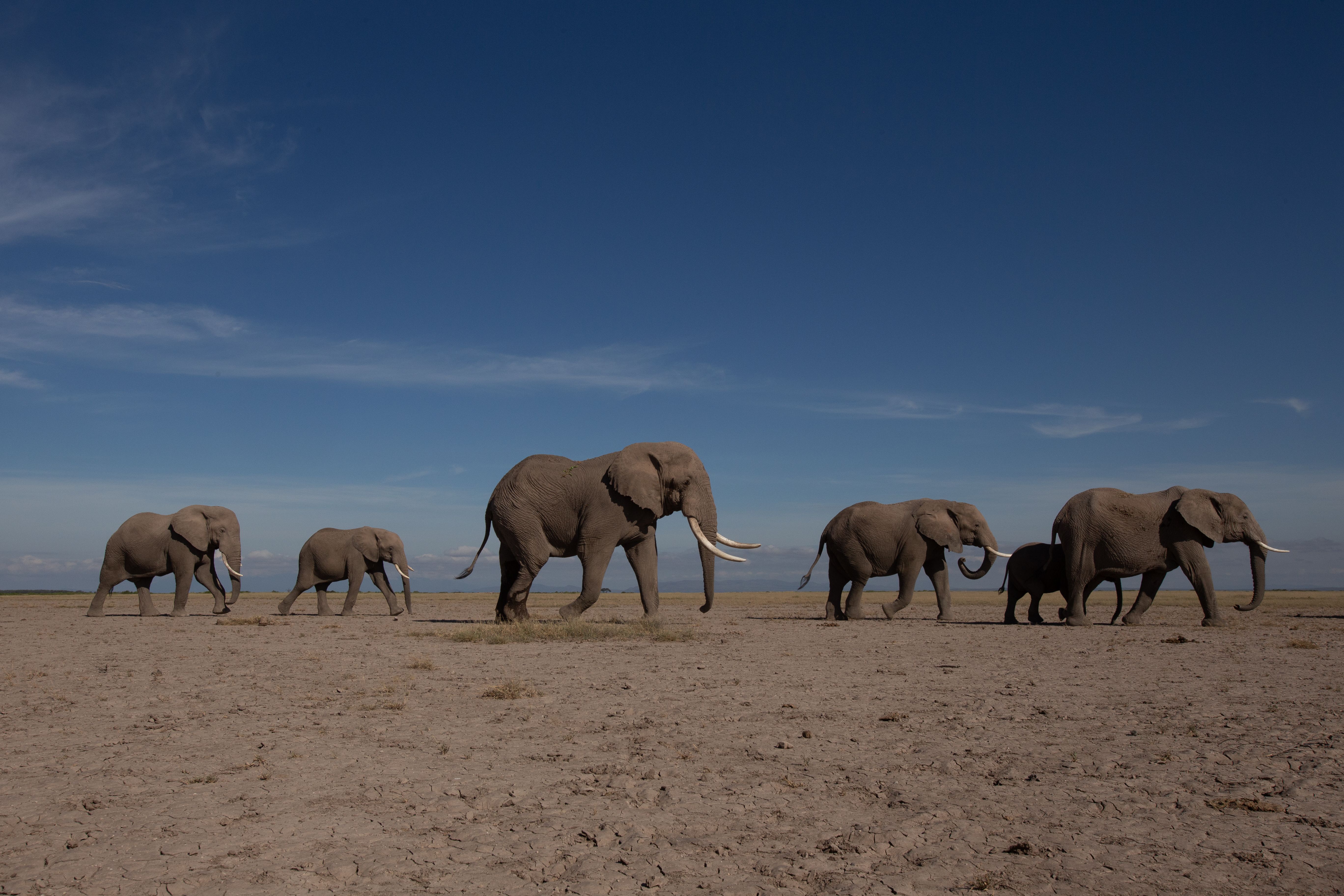 Amboseli elephants walking across an open landscape