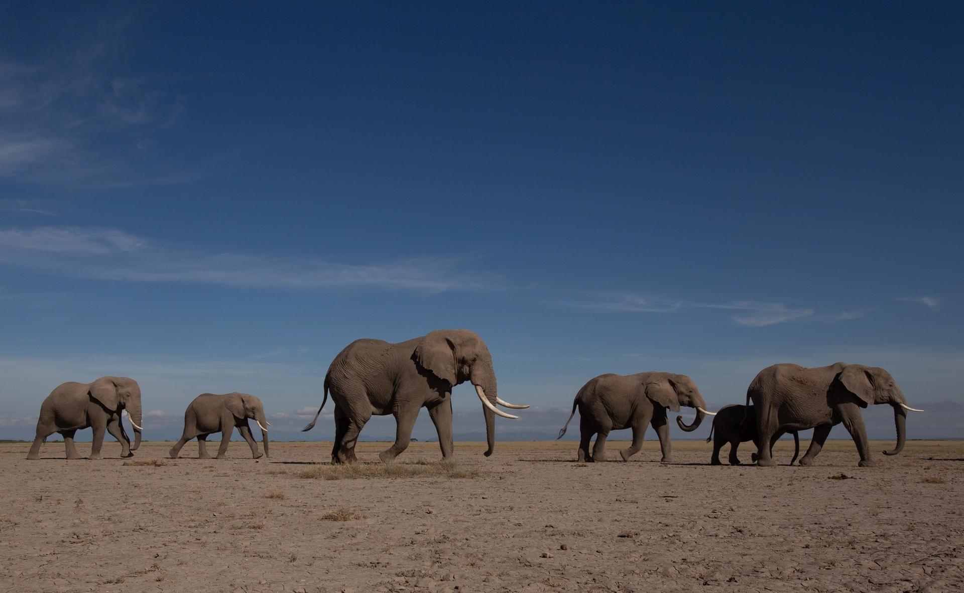 Amboseli elephants walking across an open landscape