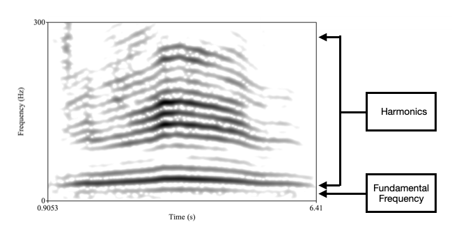 A spectrogram showing dark bands representing a sound's fundamental frequency and harmonics, with labels pointing to them on the right.