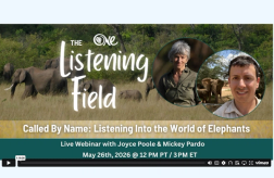 Webinar graphic: "The Listening Field - Called By Name: Listening Into the World of Elephants." It features a savanna with elephants, and circular photos of speakers Joyce Poole and Mickey Pardo, with the event date May 26, 2026.