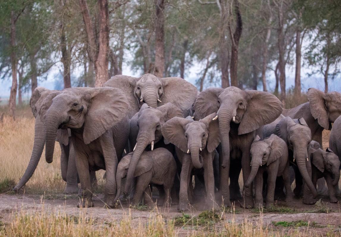 In Gorongosa, calves join their mothers in a Group-Charge learning aggression toward vehicles