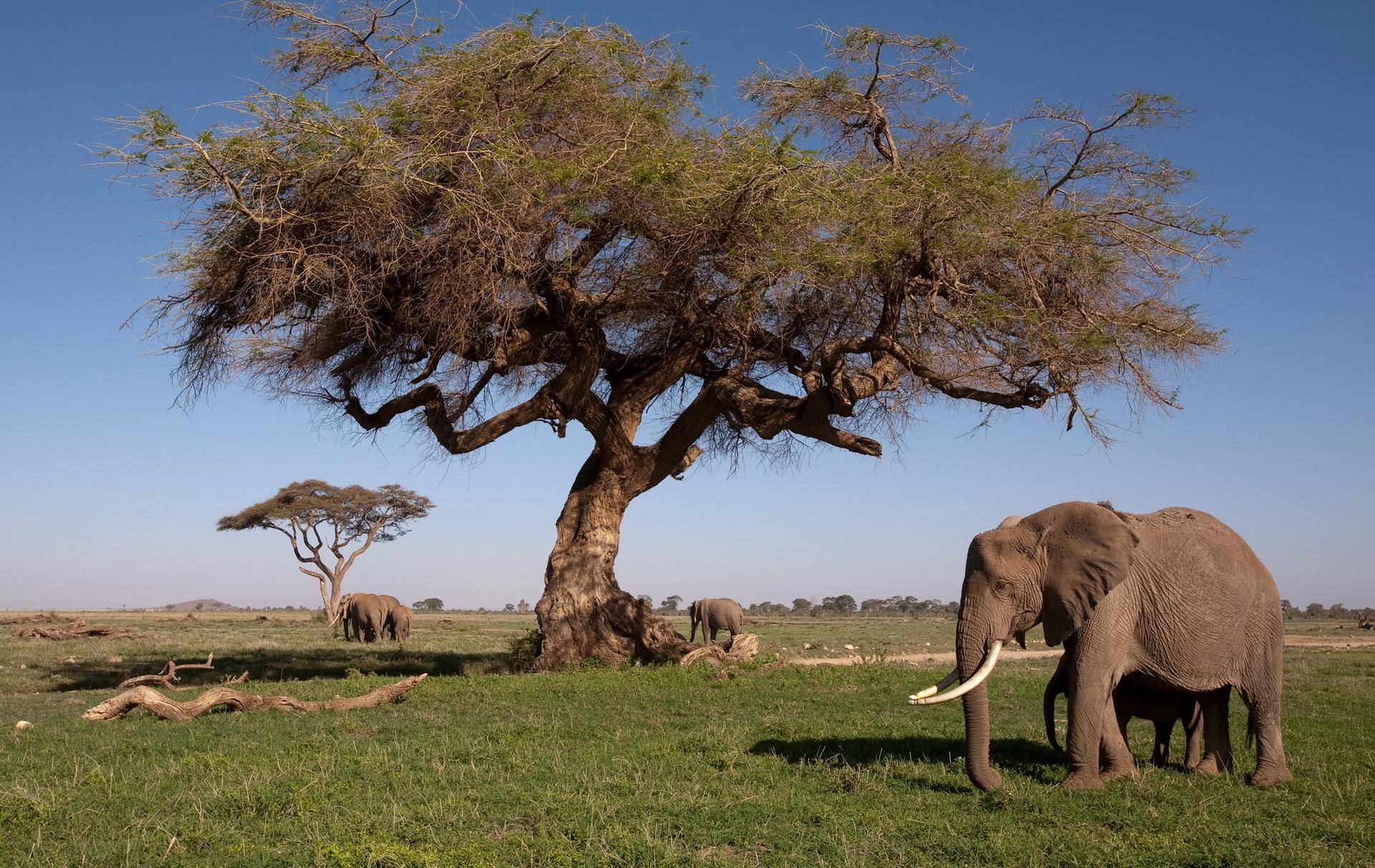 An adult elephant and calf in a savanna with large trees under a blue sky.