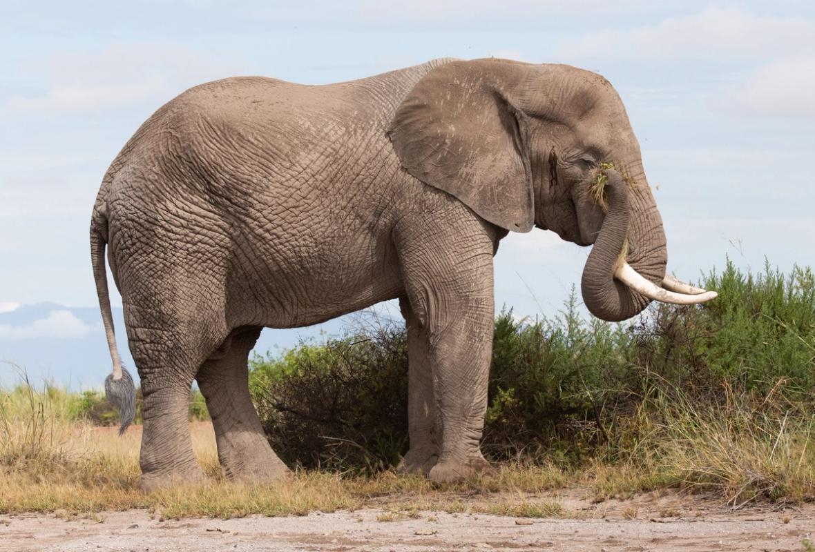 An elephant with tusks stands in a field, using its trunk to scratch an itchy eye.