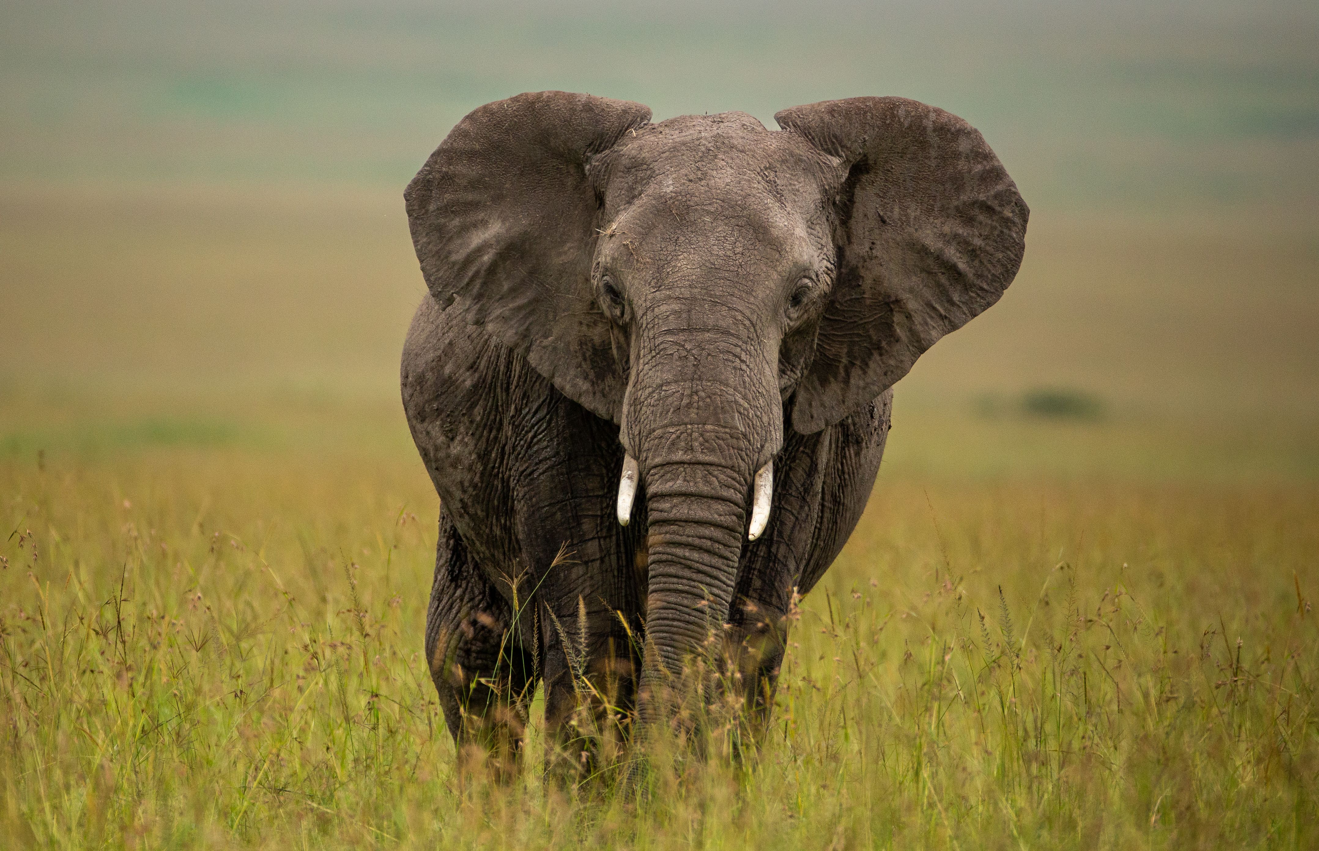 Elephants & the Future of the Maasai Mara