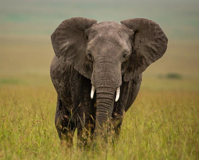 Elephants & the Future of the Maasai Mara