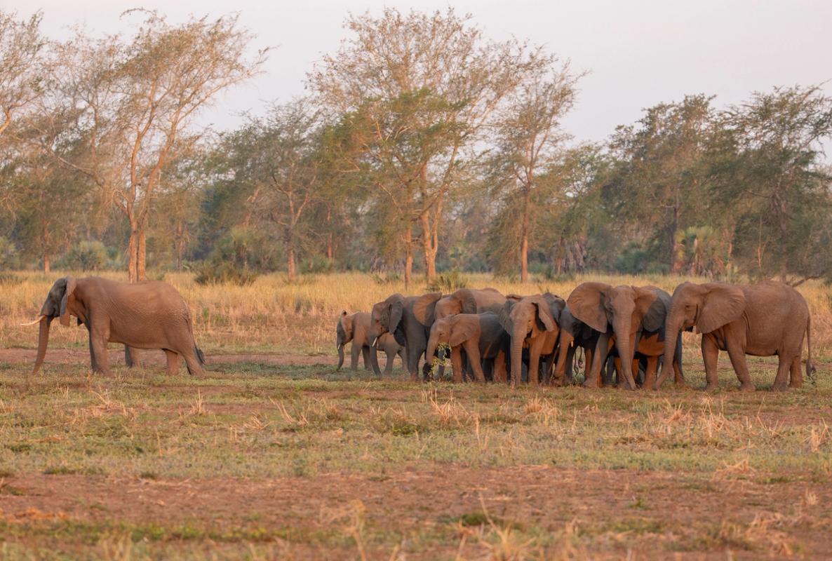 An elephant walks across a golden savanna, separate from a herd of adults and calves.