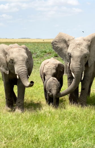 A muddy adult elephant stands behind a baby elephant with a curled trunk in green grass.