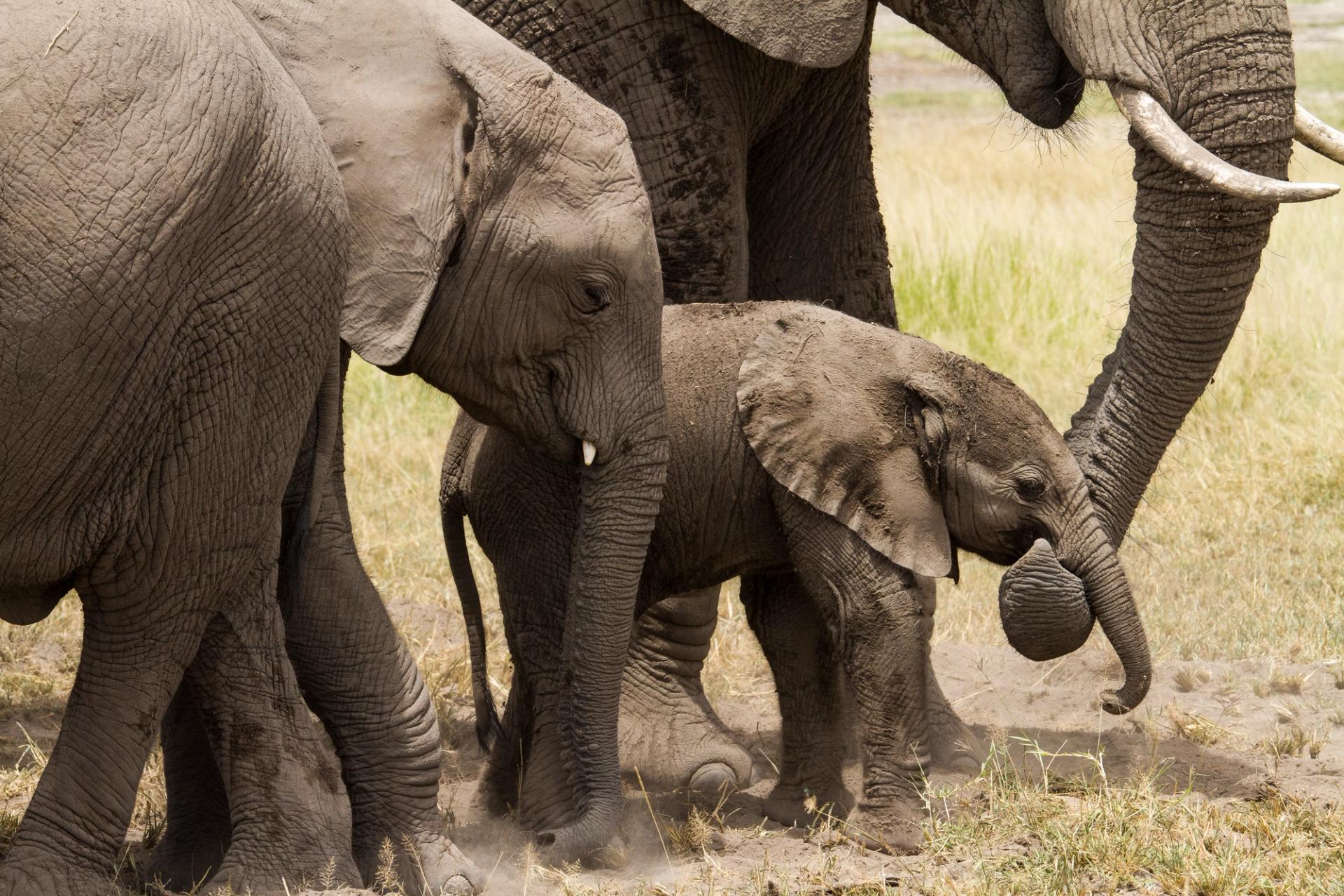 A baby elephant tugging at grass with its trunk, next to an adult elephant.