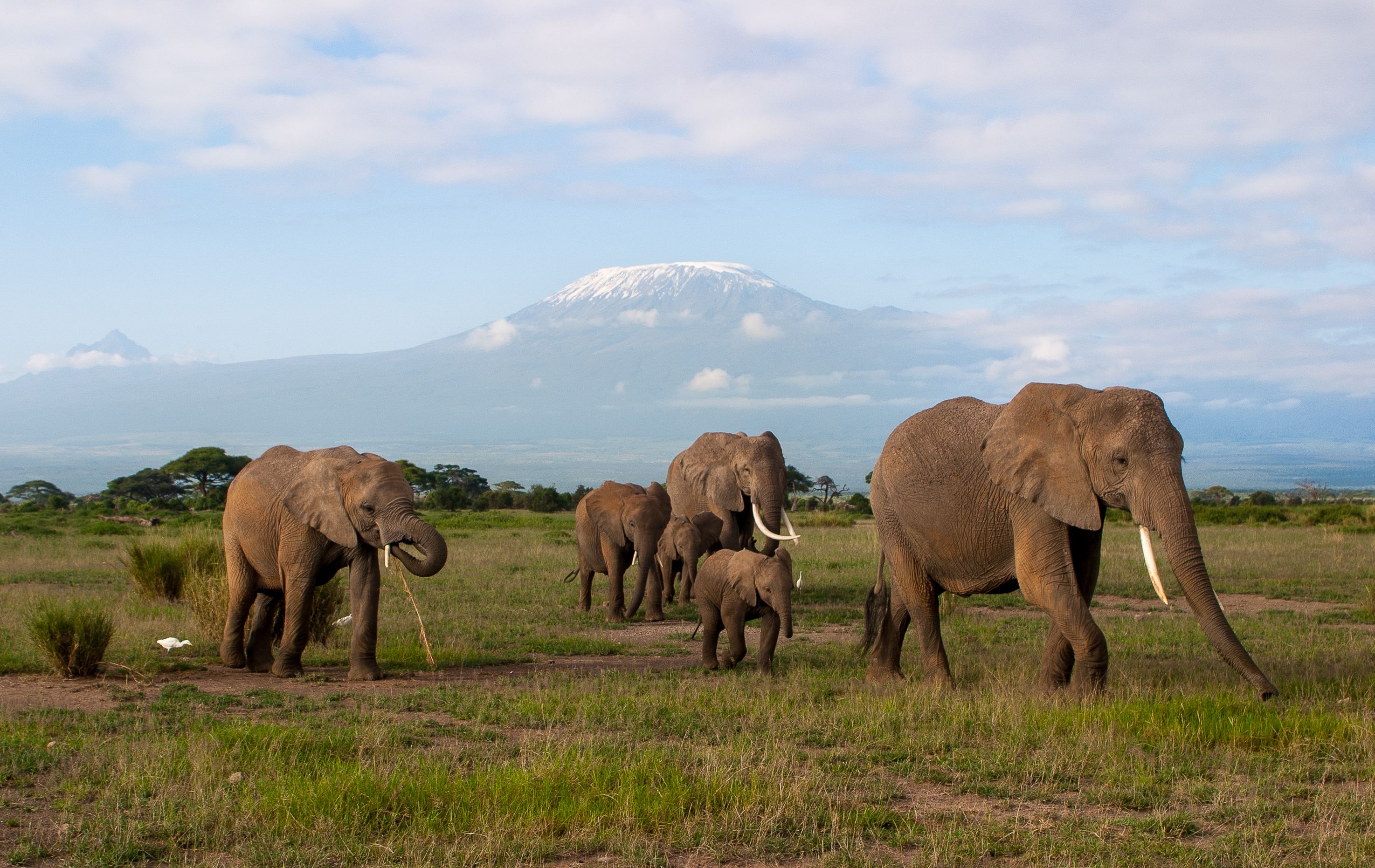 An African elephant herd, including calves, walks across a grassy plain with the snow-capped Mount Kilimanjaro in the background.