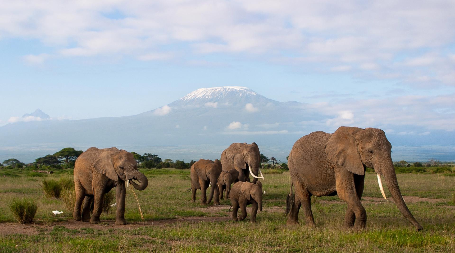 An African elephant herd, including calves, walks across a grassy plain with the snow-capped Mount Kilimanjaro in the background.