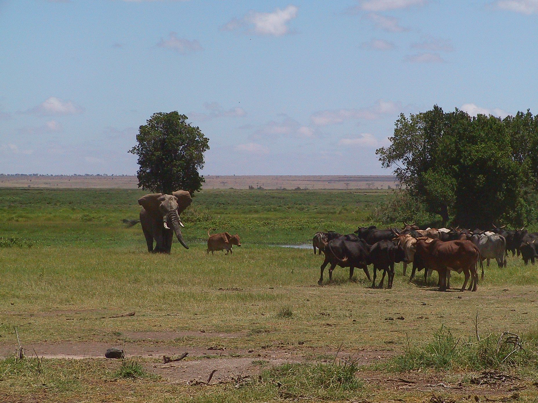An elephant chases a cow who had followed him as the rest of the herd watches on.