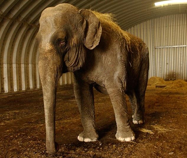 An elephant stands inside a metal barn on a dirt floor with hay.