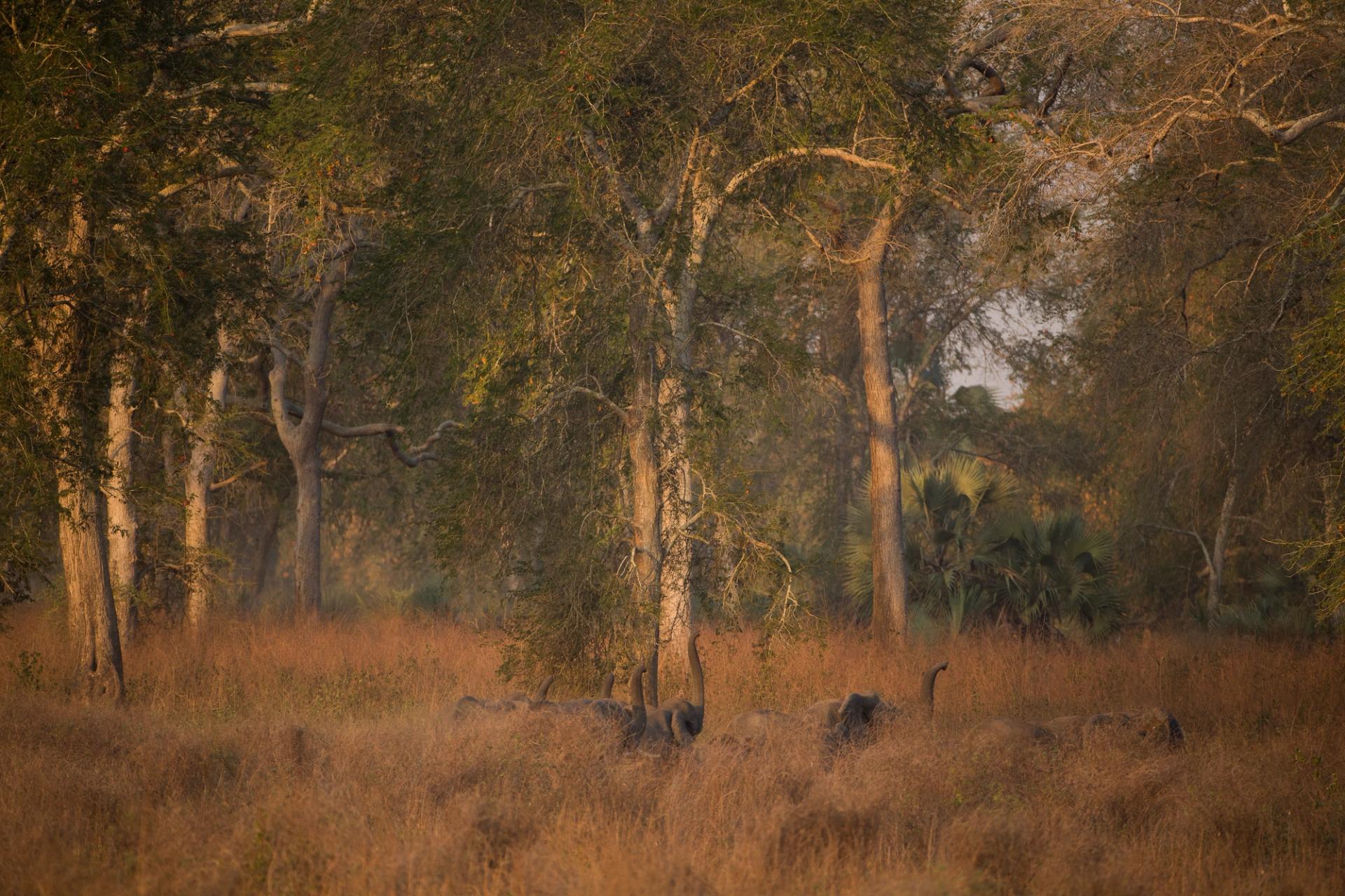 Elephants partially hidden in dry grass with trees under golden light.