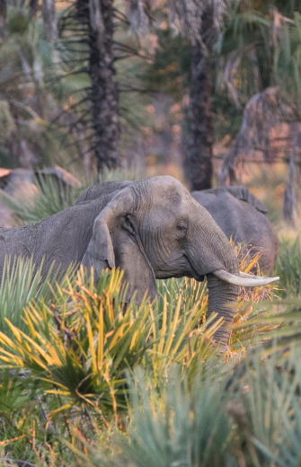 Elephant with tusks in golden-lit foliage with palm trees.