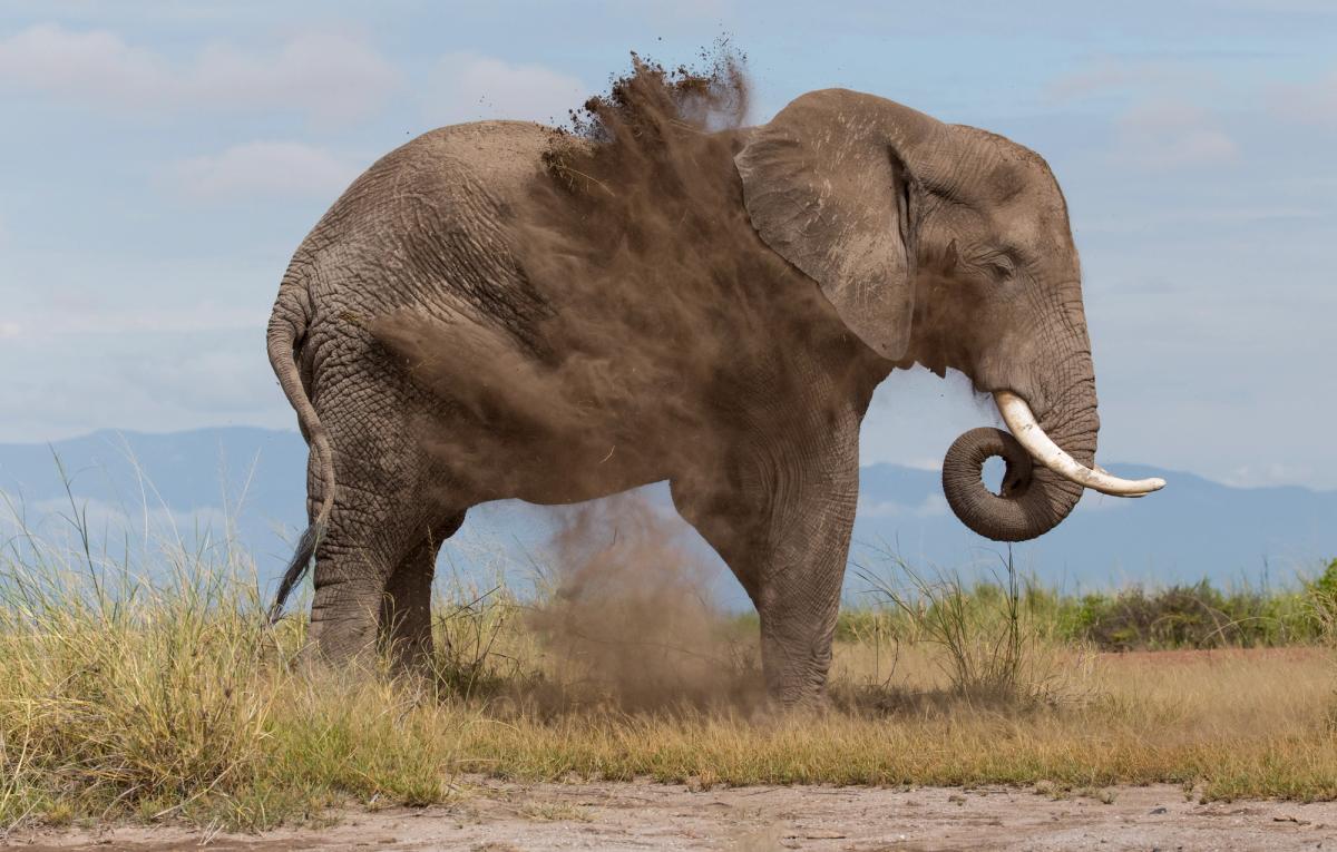 An elephant throws a cloud of dust over its back.