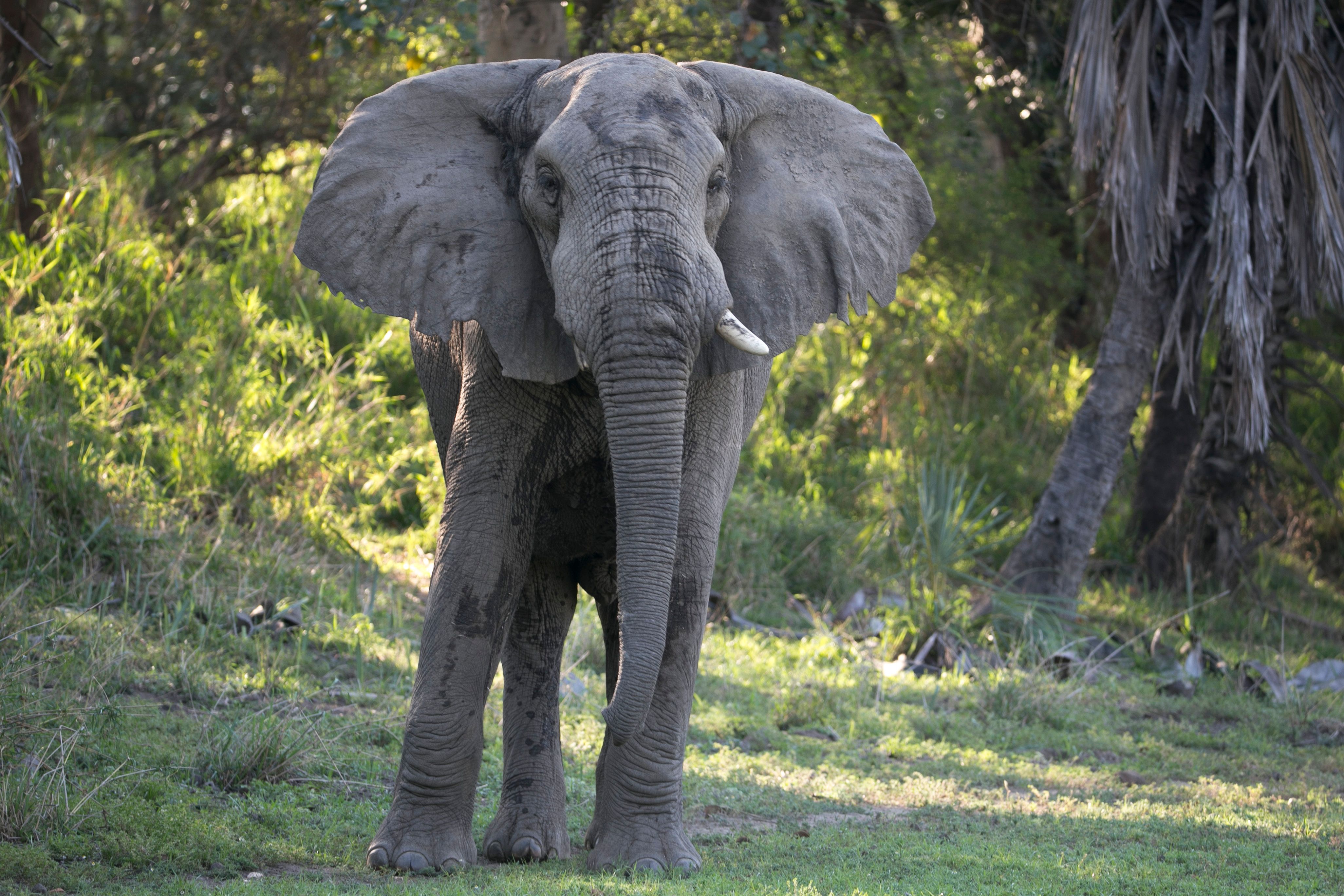 Gorongosa Elephants Who's Who & Whereabouts