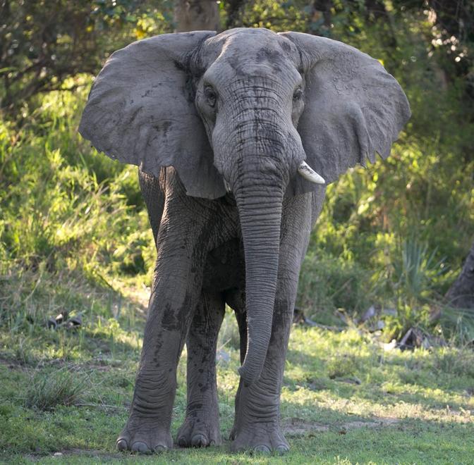 Gorongosa Elephants Who's Who & Whereabouts
