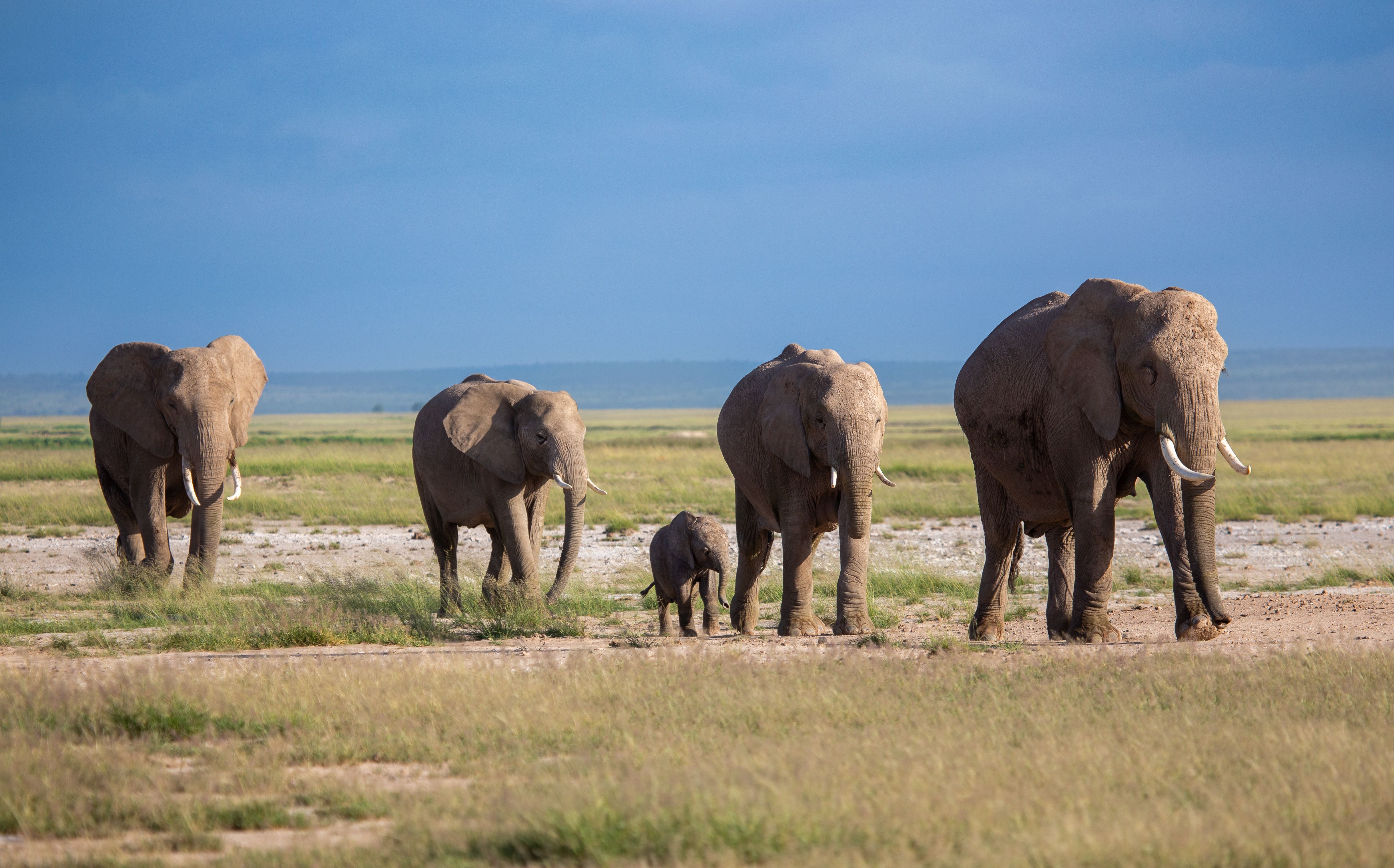 Four elephants, including a baby, walk in a line across a grassy plain.