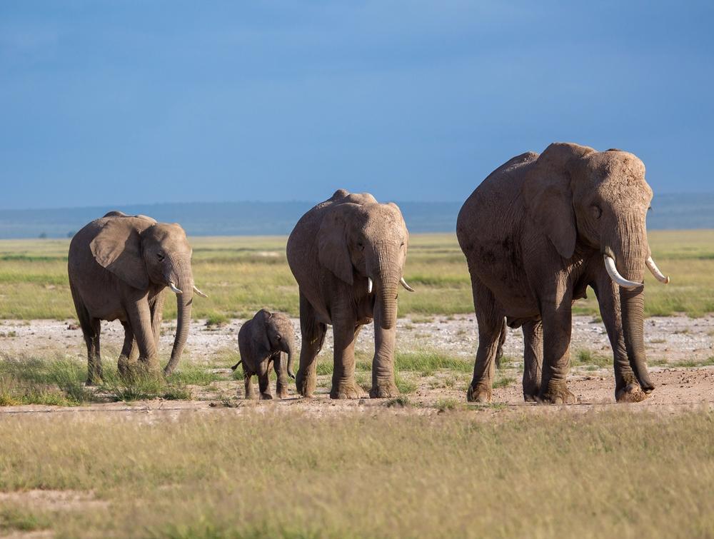 Four elephants, including a baby, walk in a line across a grassy plain.