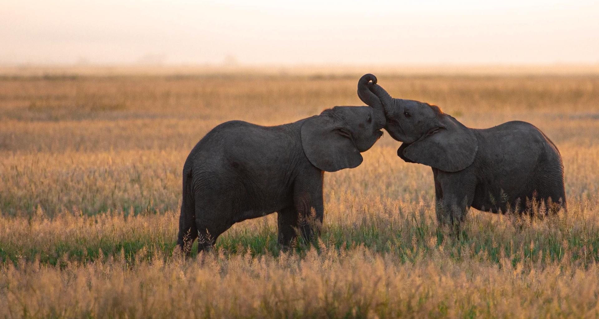 Two baby elephants with intertwined trunks stand in a golden grassy field at sunrise.