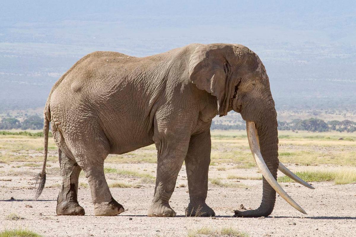 An African elephant with long tusks stands in a dry, grassy plain.