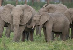 A baby elephant nursing from an adult elephant.