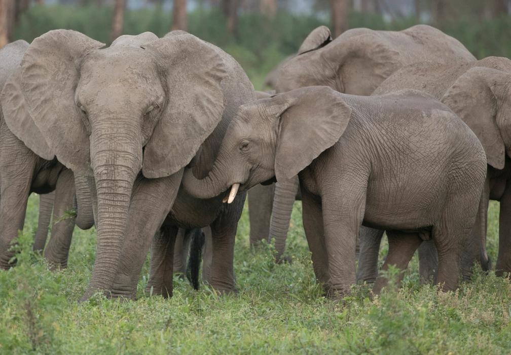 A baby elephant nursing from an adult elephant.