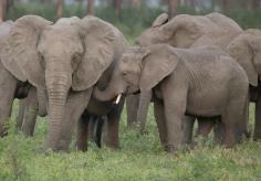 A baby elephant nursing from an adult elephant.