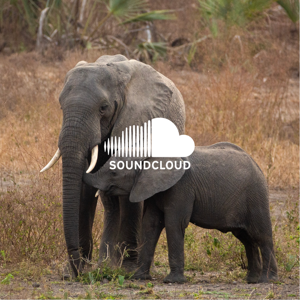 Adult and baby elephant in a dry field, with the white SoundCloud logo superimposed.