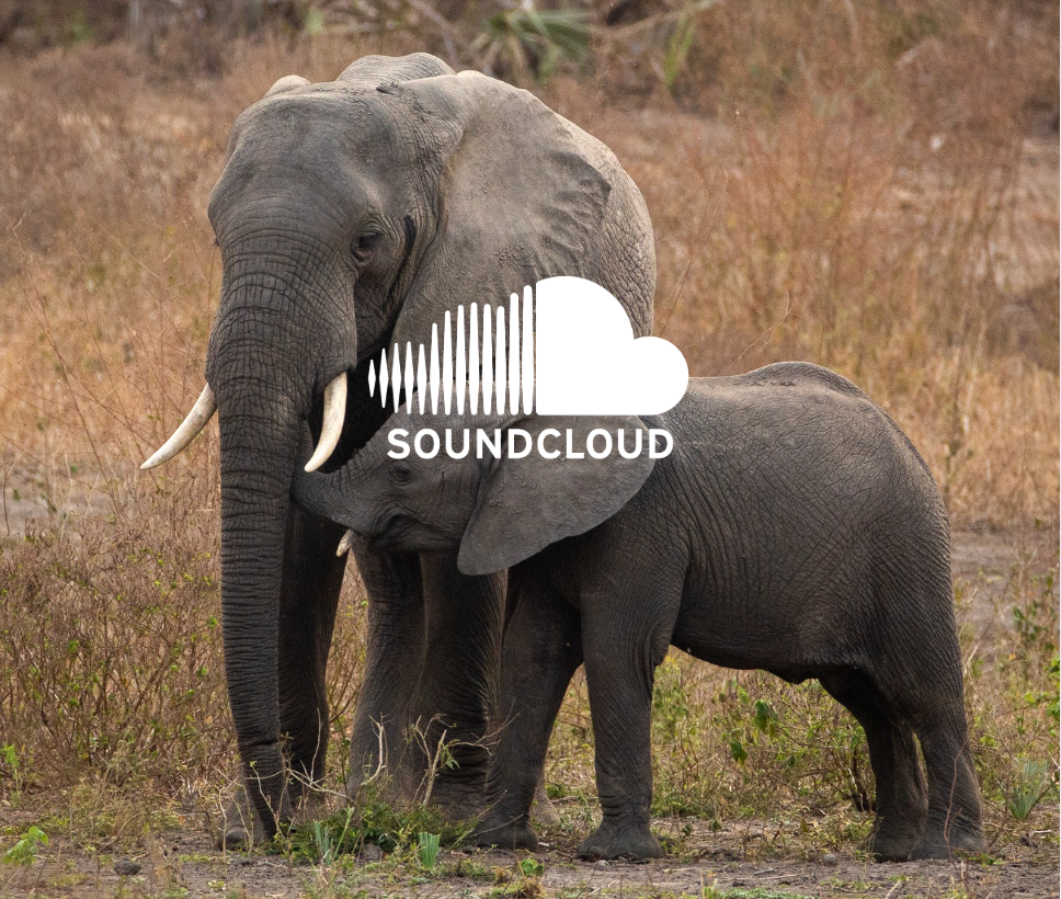 Adult and baby elephant in a dry field, with the white SoundCloud logo superimposed.