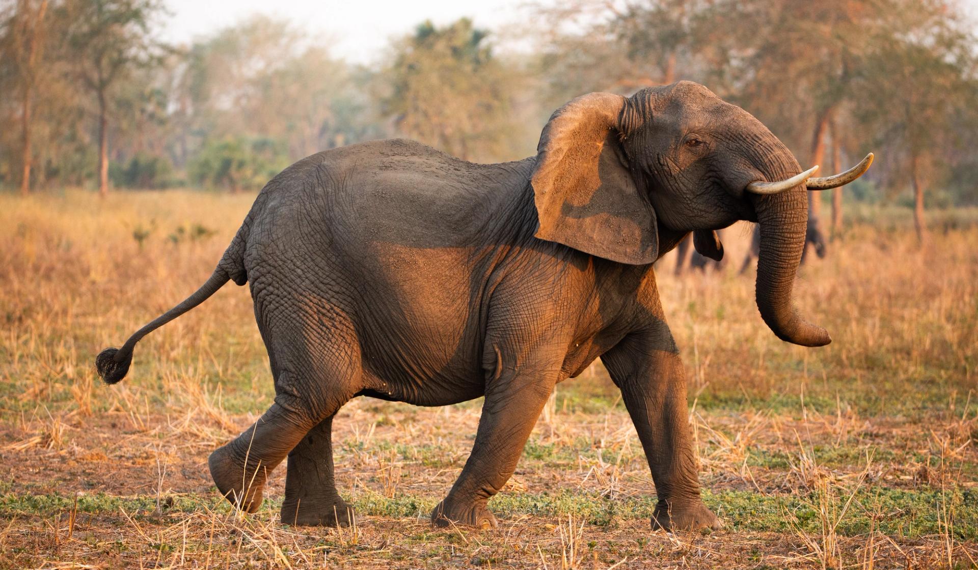 An elephant walks through a sunny, grassy field.