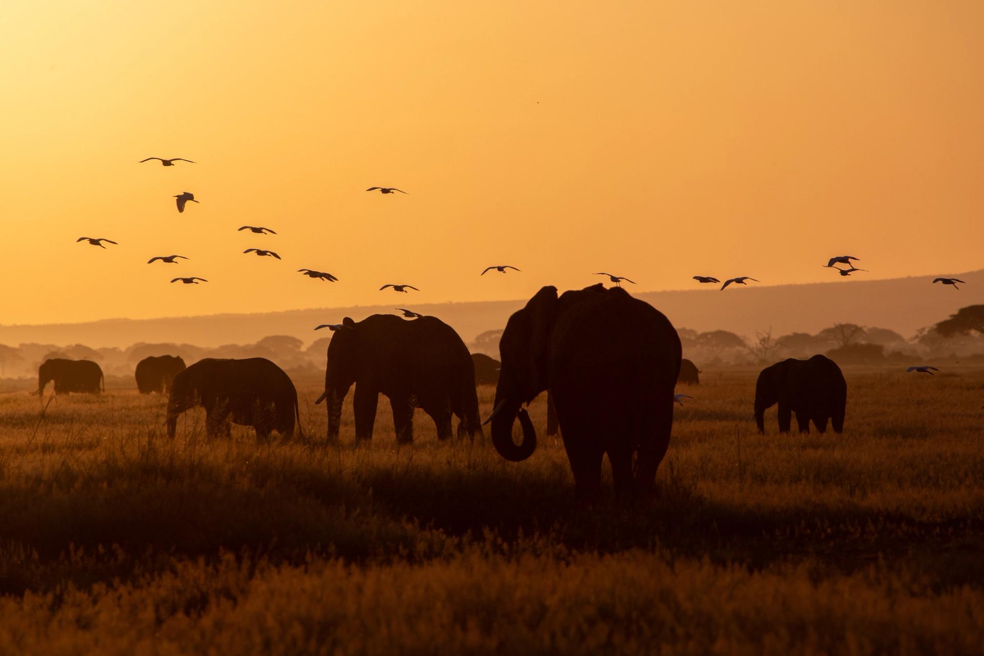 Silhouetted elephants and birds in a golden savanna sunset.