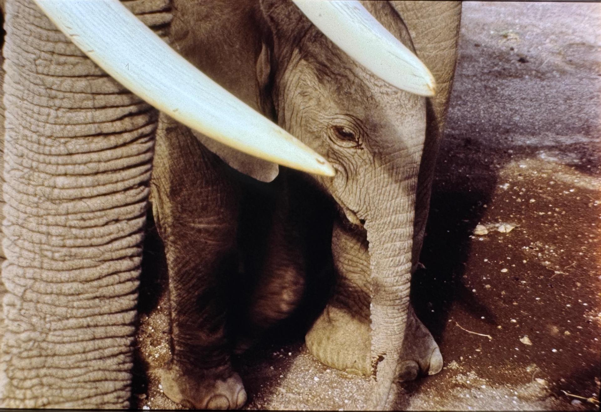 Close-up of a baby elephant between an adult's wrinkled leg and two large tusks.