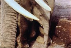 A young elephant's head and trunk are visible, framed by an adult elephant's textured side and two large tusks.