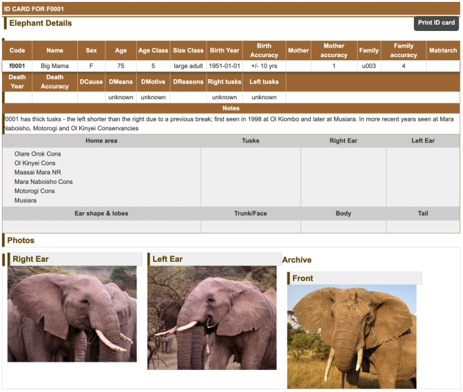 Mara Elephants Who’s Who & Whereabouts