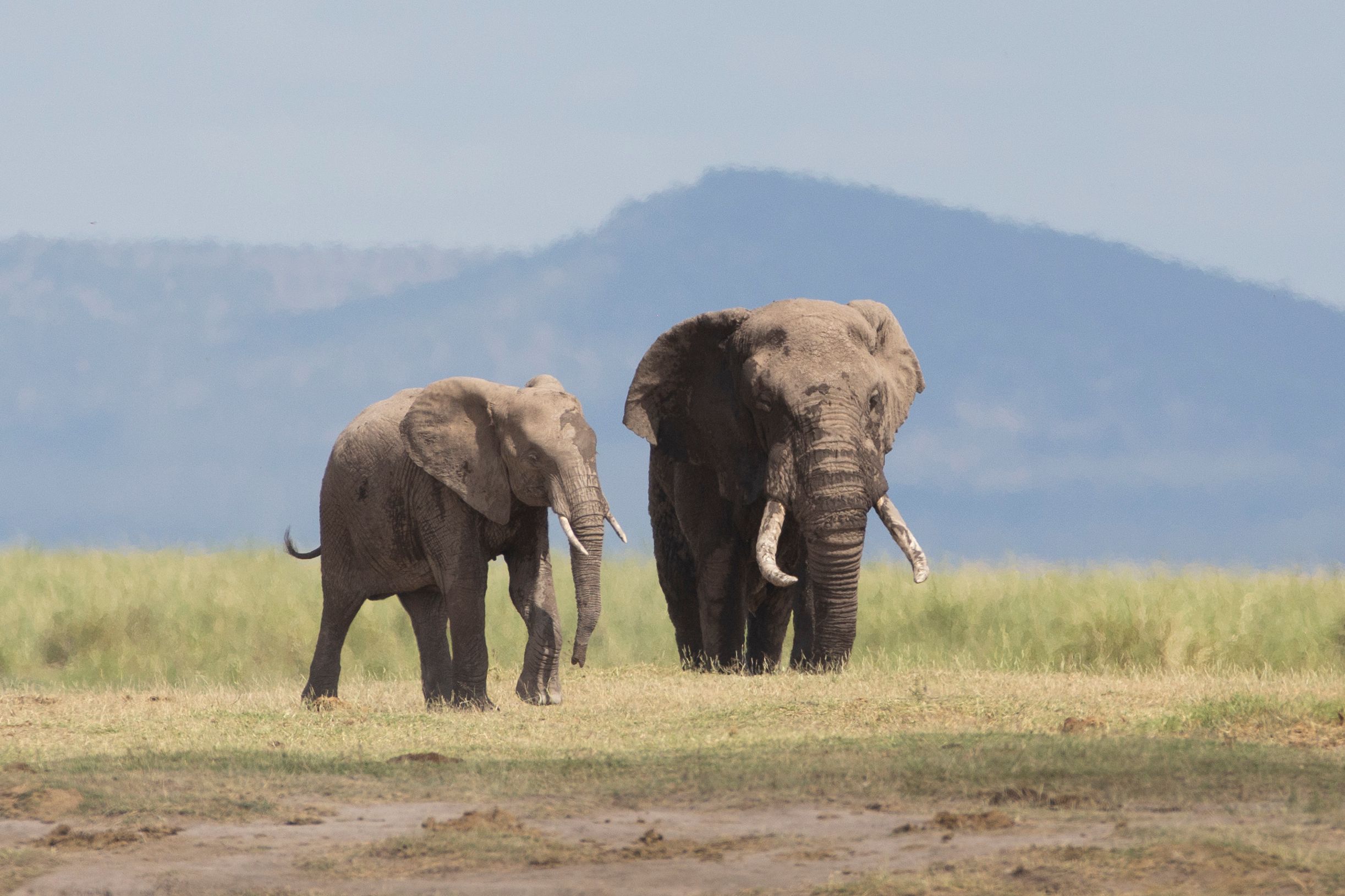 Why do African elephants simulate oestrus?