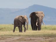 Why do African elephants simulate oestrus?