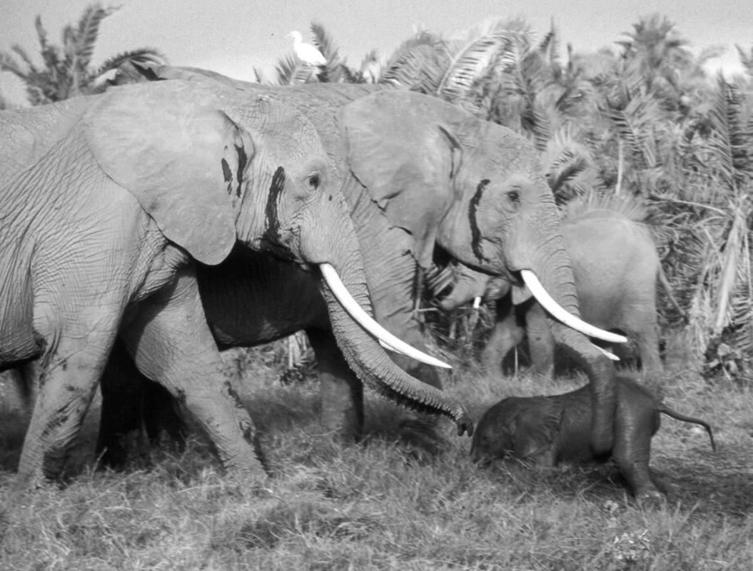Elephant Intelligence | ElephantVoices