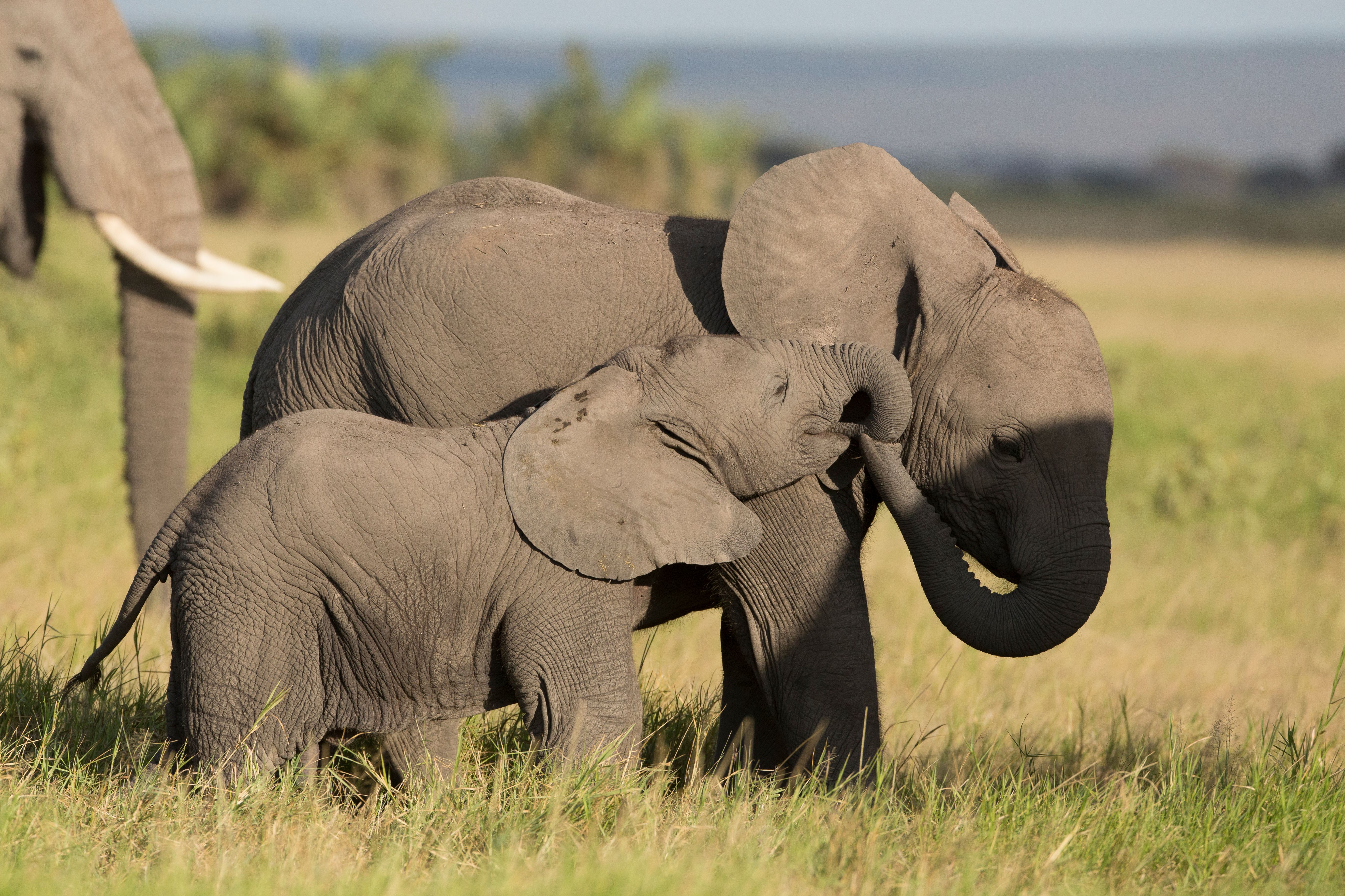 A baby elephant touches an adult elephant's trunk in tall grass.