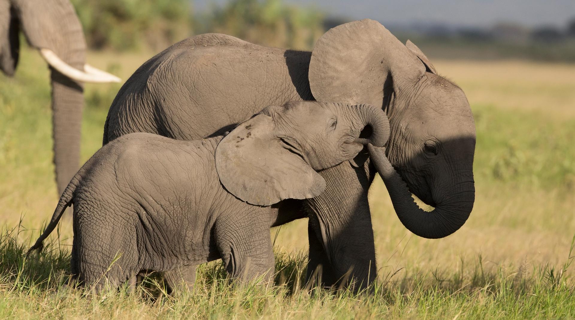 A baby elephant touches an adult elephant's trunk in tall grass.