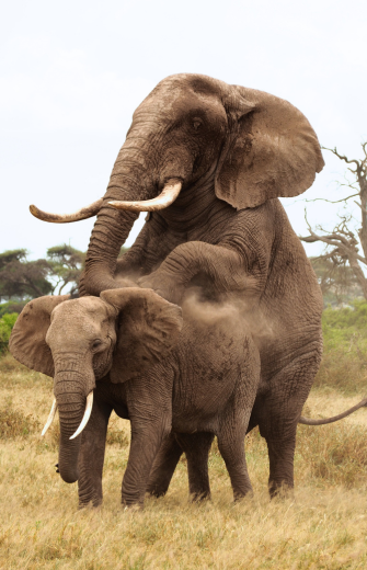 Two elephants mating in a grassy field, with dust rising from their backs.