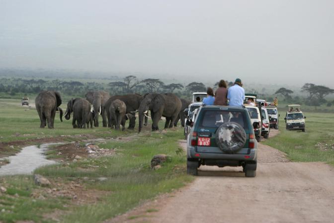 Cultural Differences in Elephant Responses to Humans
