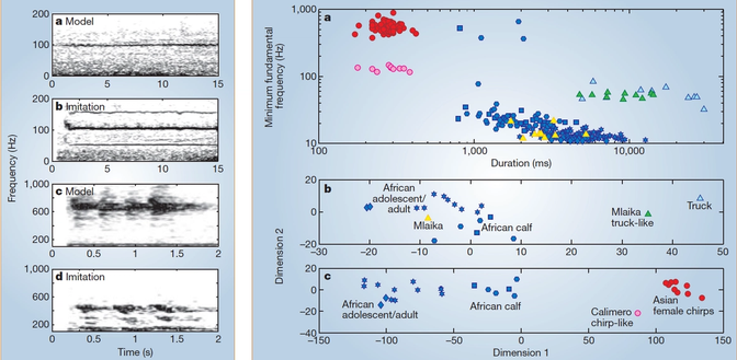 Discovering Vocal Imitation in Elephants