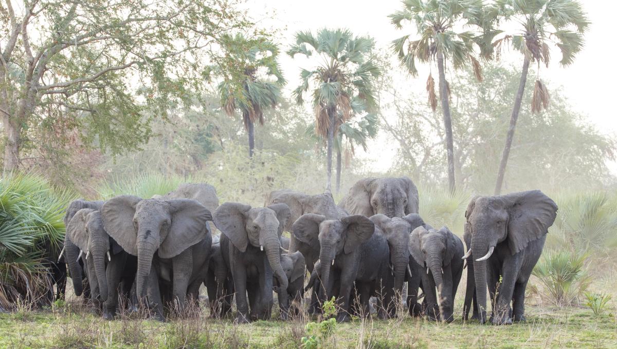 A herd of elephants, with adults and calves, stands in a dusty field with palm trees in the background.