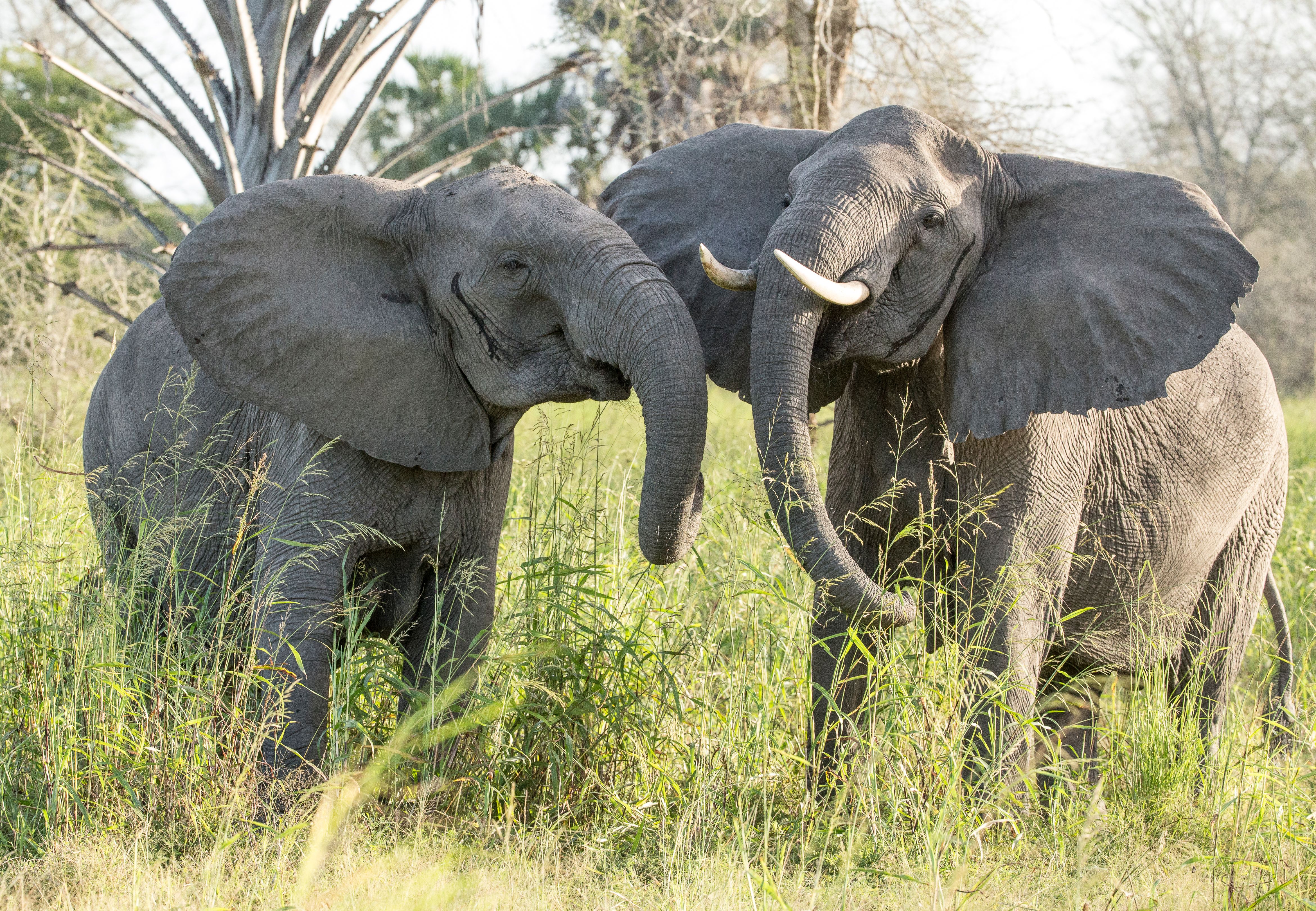 Two elephants stand close in tall grass, one with tusks.