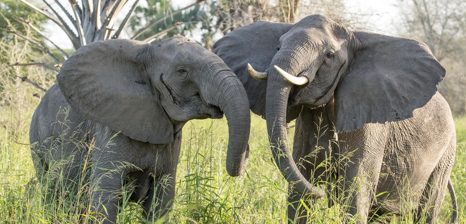 Two elephants stand close in tall grass, one with tusks.