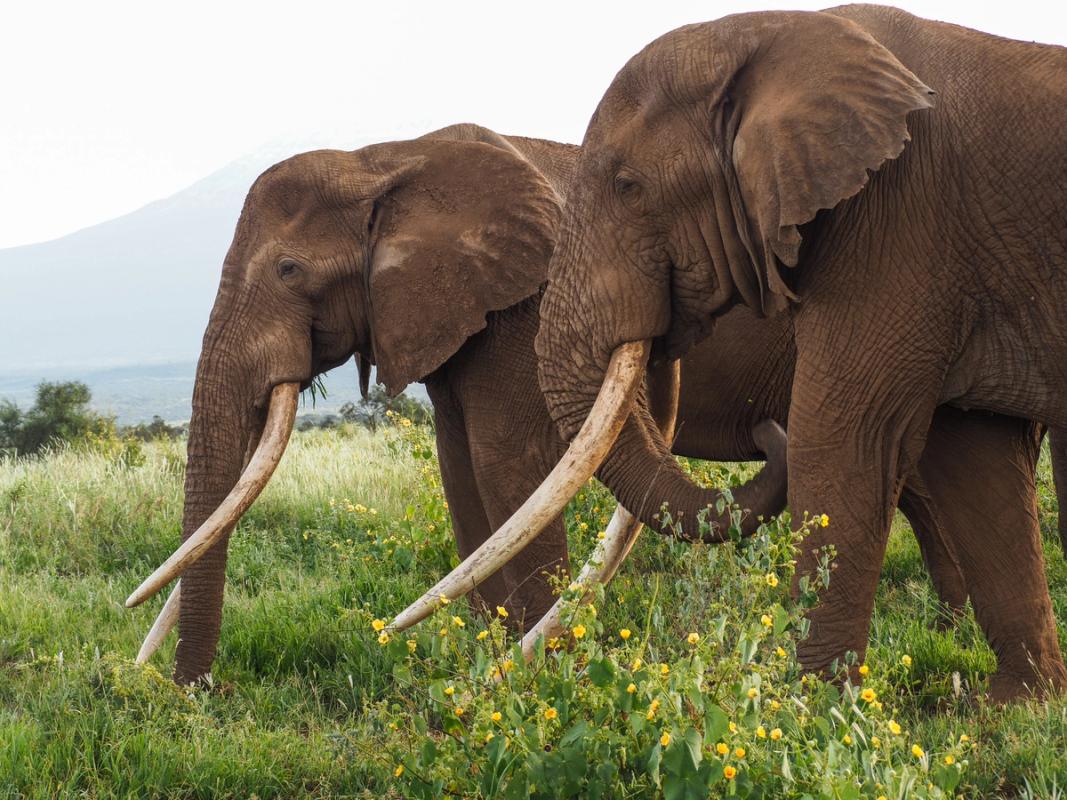 Amboseli male elephants "super-tuskers", Craig and Tim, graze side-by-side.