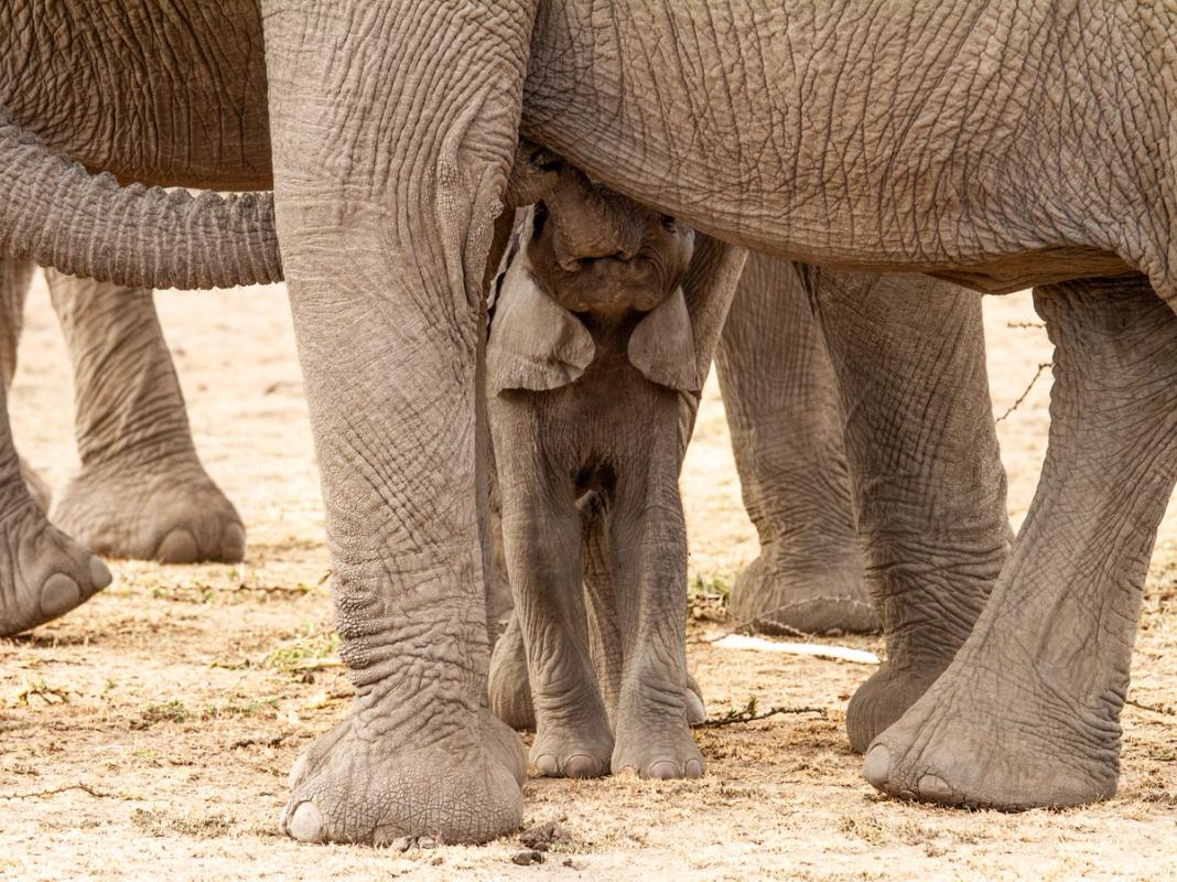 A mother elephant uses her trunk to direct a newborn to her nipple.