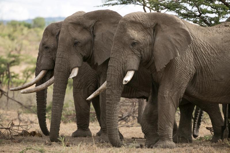 Three African elephants with tusks stand in a dry, grassy savanna.