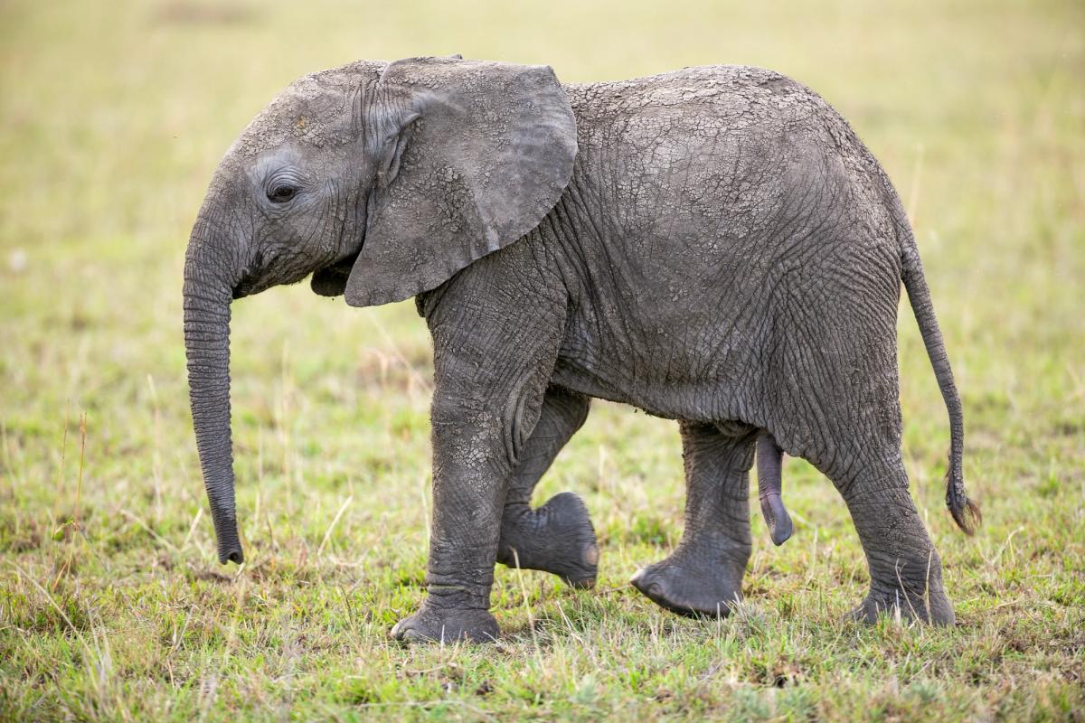 A baby elephant walks across a grassy field.